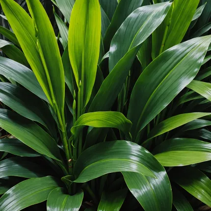 Аспидистра: секреты выращивания и ухода за неприхотливым растением в вашем доме